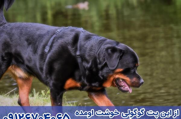 عکس سگ روتوایلر نر