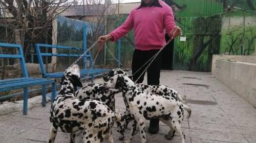 عکس سگ نژاد دالمیشن