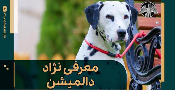 عکس سگ نژاد دالمیشن