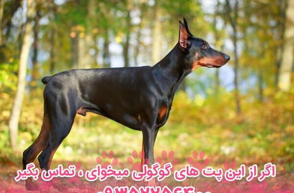 عکس سگ نژاد دوبرمن اصیل