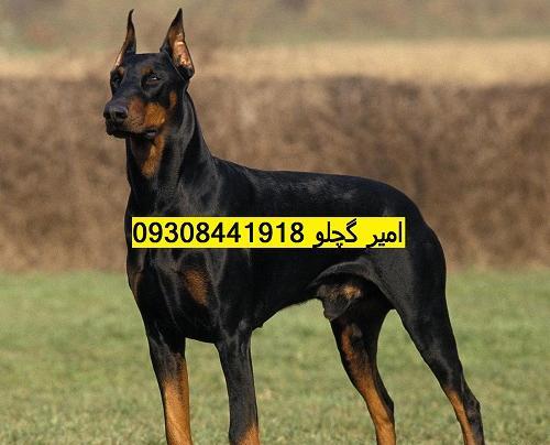 عکس سگ نژاد دوبرمن اصیل