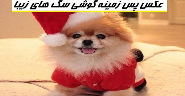 دانلود عکس سگ خانگی پشمالو