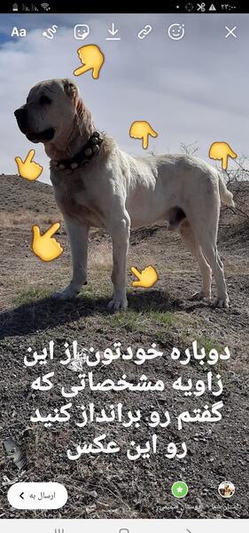 عکس سگ گله خراسانی