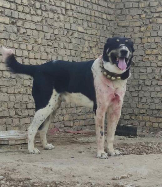عکس سگ گله خراسانی