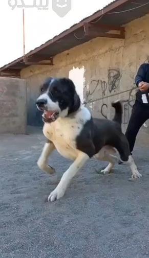 عکس سگ گله خراسانی