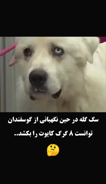 عکس سگ گله خراسانی