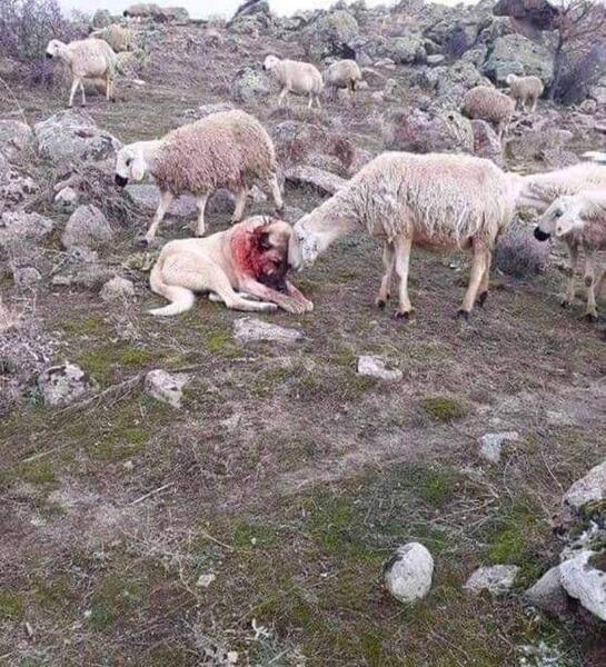 عکس سگ گله خراسانی