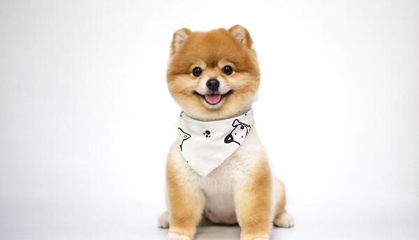 عکس سگ خرسی خیلی بزرگ