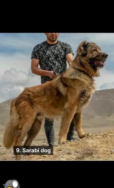 عکس سگ خرسی خیلی بزرگ