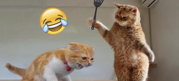 عکس سگ بامزه خنده دار