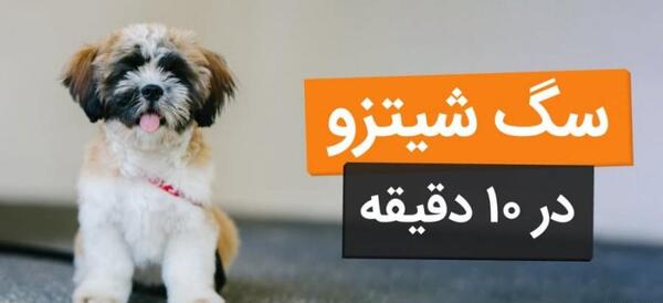 عکس سگ خانگی شیتزو