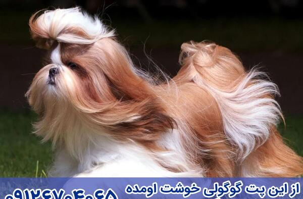 عکس سگ خانگی شیتزو