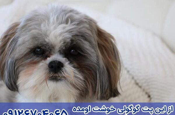 عکس سگ خانگی شیتزو