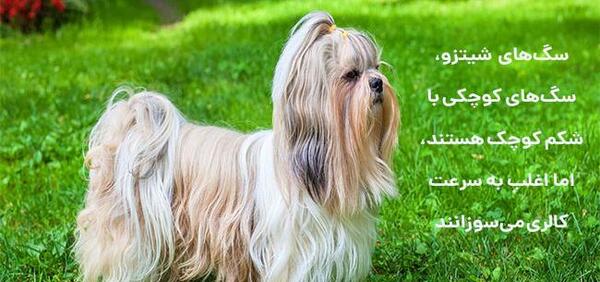 عکس سگ خانگی شیتزو