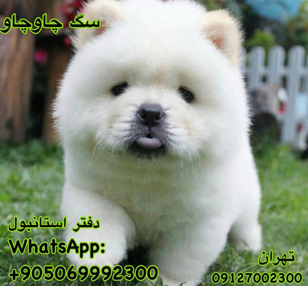 عکس سگ چاوچاو خرسی