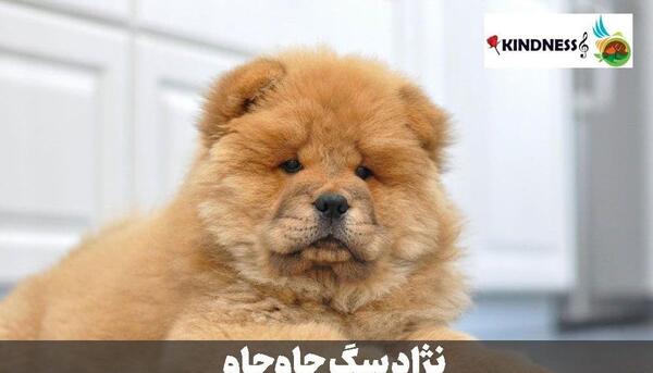 عکس سگ چاوچاو خرسی