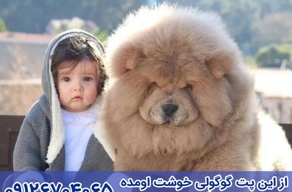 عکس سگ چاوچاو خرسی