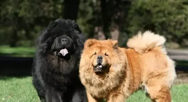 عکس سگ چاوچاو خرسی
