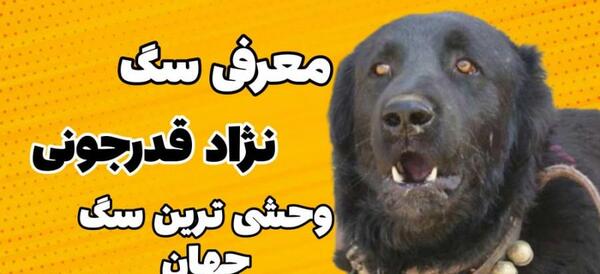 عکس سگ چهار چشمی