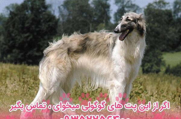 عکس سگ چوپانی
