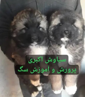 عکس سگ چوپان قفقازی