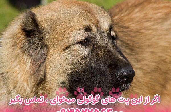 عکس سگ چوپان قفقازی
