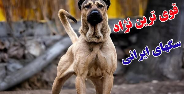 عکس سگ چوپان ایرانی