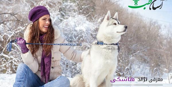 عکس سگ سفید چشم آبی