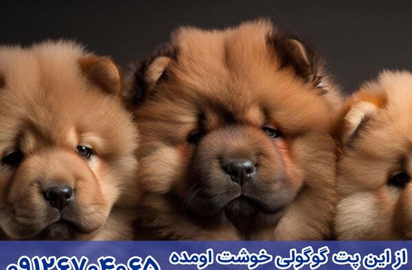 عکس سگ چاوچاو سفید بزرگ