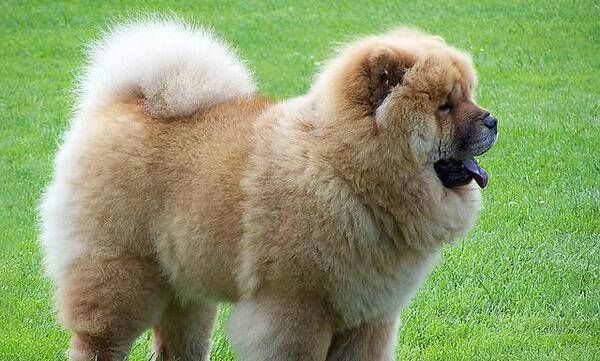 عکس سگ چاوچاو قهوه ای