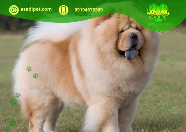 عکس سگ چاوچاو قهوه ای