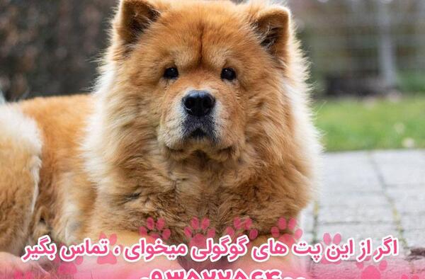 عکس سگ چاوچاو قهوه ای