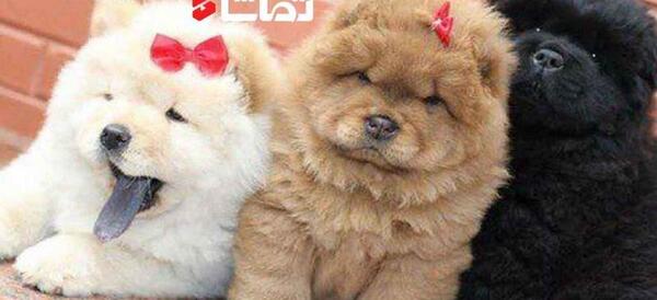 عکس سگ چاوچاو قهوه ای
