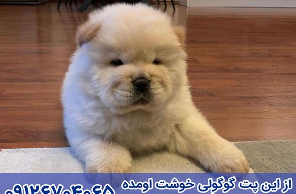 عکس سگ چاوچاو قهوه ای
