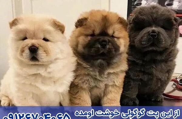عکس سگ چاوچاو مشکی