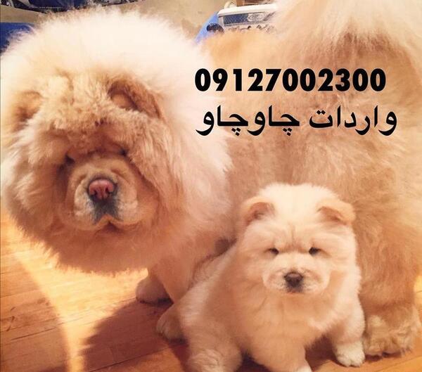 عکس سگ چاوچاو مشکی