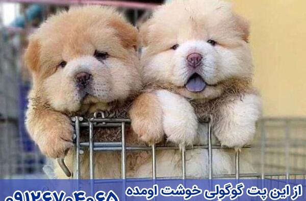 عکس سگ چاوچاو کوچولو