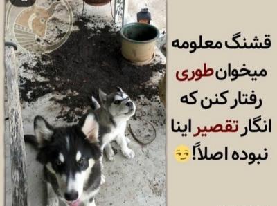 عکس از سگ جونگ کوک