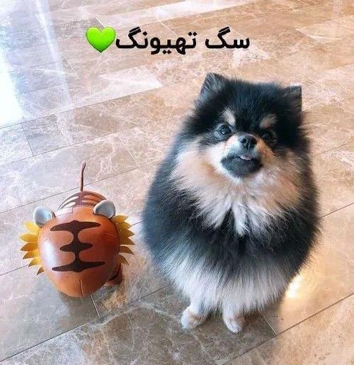 عکس از سگ جونگ کوک