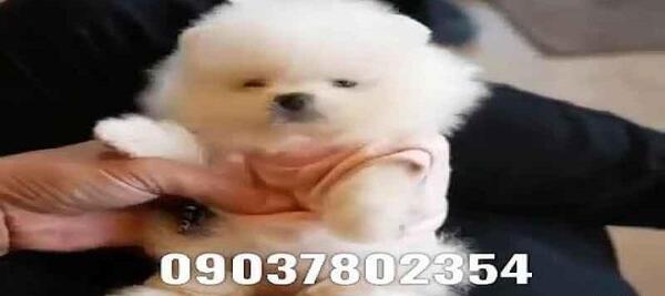 عکس سگ تو جیبی پشمالو