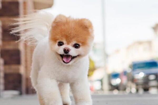 عکس های سگ جدید