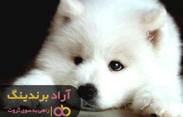 عکس سگ تو جیبی سفید