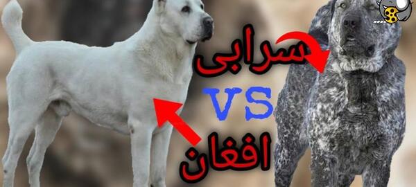 عکس های سگ جنگی