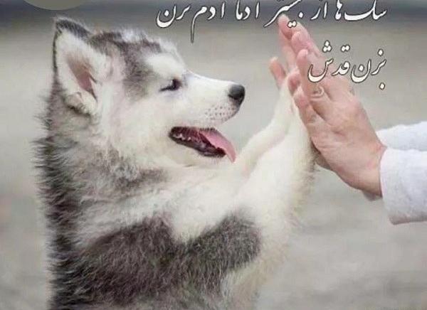 عکس سگ تورا
