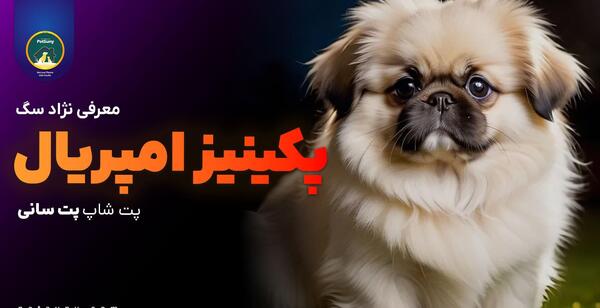 عکس سگ پیکینیز تبتی
