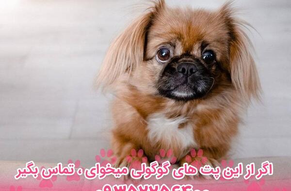 عکس سگ پیکینیز تبتی