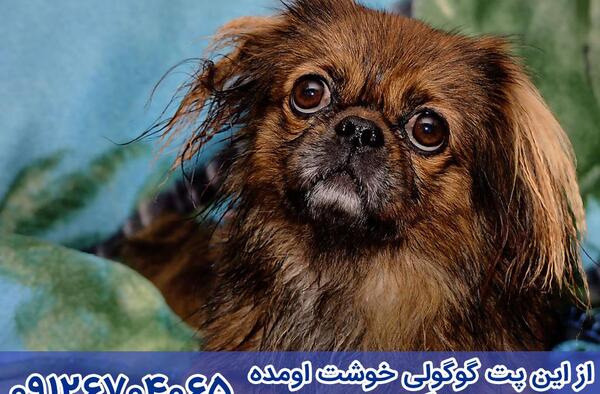 عکس سگ پیکینیز تبتی