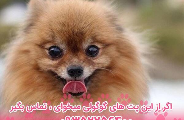 عکس سگ پامرین قهوه ای