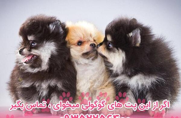 عکس سگ پامرین قهوه ای