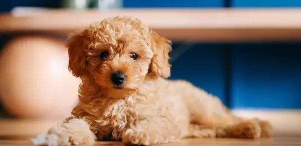 عکس سگ پودل خرسی